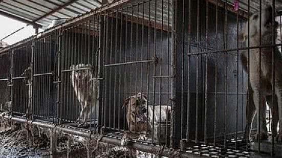 Imagem Lei aprovada: Parlamento tira cachorro da dieta dos sul-coreanos