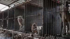 Imagem Lei aprovada: Parlamento tira cachorro da dieta dos sul-coreanos