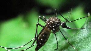 Genilton J. Vieira / IOC Fiocruz / Divulgação