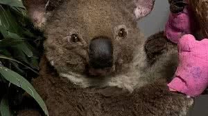 Ao menos cinco coalas tiveram ferimentos graves | Hospital Koala Port Macquarie