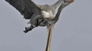 Reprodução / Reddit