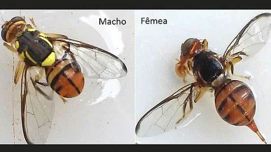 Wilda Pinto/Ministério da Agricultura