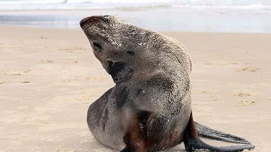 Amanda Fernandes / R3 Animal