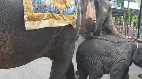 Youtube - Reprodução