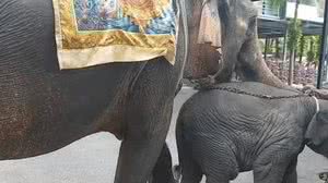 Youtube - Reprodução