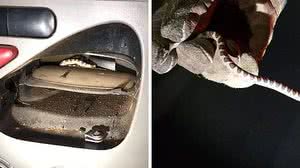 Divulgação / Corpo de Bombeiros