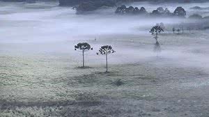 Mycchel Legnaghi / São Joaquim Online