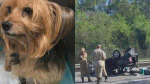 TV Globo/Reprodução