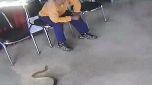 Imagem Vídeo: cobra invade delegacia e ataca homem na Tailândia
