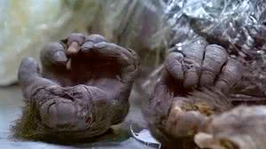 Reprodução/Youtube/Discovery Brasil