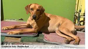 Imagem Vale realiza adoção virtual de animais resgatados em Brumadinho