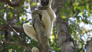 Lêmure da espécie sifaka de Von der Decken (Propithecus deckenii) encontrado em Madagascar - | Associação Vahatra