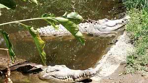 Foto: Reprodução/Zoológico Leslie Pantin