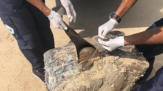 Material foi encontrado no litoral de Alagoas | Instituto Biota