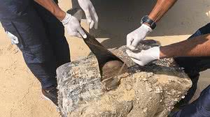 Material foi encontrado no litoral de Alagoas | Instituto Biota