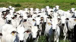 Arquivo/Agência Brasil/ASCOM ADEPARÁ