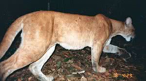 Cenap / ICMBio / Divulgação