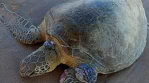Imagem Vídeo: tartaruga marinha é encontrada por banhista em Praia de Pajuçara