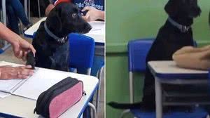 O animalzinho seguiu um dos alunos até a sala de aula | Foto: Reprodução/Redes Sociais