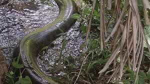 Divulgação / Corpo de Bombeiros