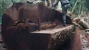 Reprodução/Polícia Militar Ambiental de SC