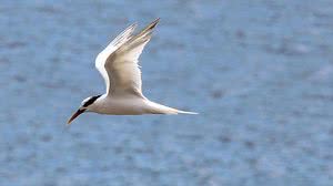 Wikimedia/Cesar Augusto Chirosa