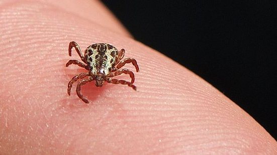 Imagem Saúde atualiza para 53 os casos de febre maculosa, com 8 mortes