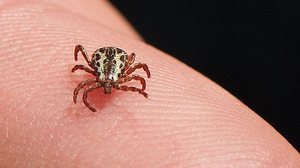 Imagem Saúde atualiza para 53 os casos de febre maculosa, com 8 mortes