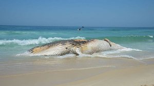 Foto: Agência Brasil