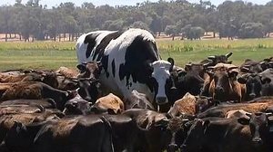Imagem Boi gigante australiano é descoberto e faz sucesso na internet