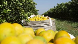 Divulgação / Fundecitrus