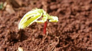 Restauração florestal sequestraria 1,39 megatonelada de CO2 da atmosfera e aumentaria em 200% a conservação da biodiversidade, sem prejuízos à agropecuária | Fapesp