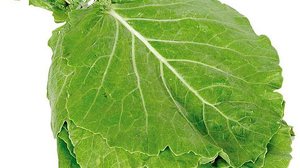 Couve deixa cérebro 11 anos mais jovem, dizem especialistas