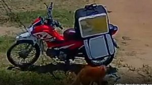 Imagem Vídeo: cão ‘furta’ marmita e passa despercebido por entregador