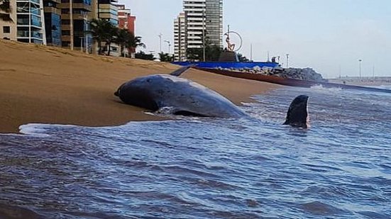 Imagem Boto é encontrado morto na Praia de Iracema, em Fortaleza