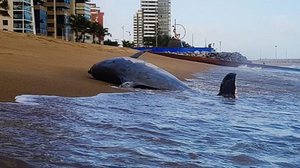 Imagem Boto é encontrado morto na Praia de Iracema, em Fortaleza