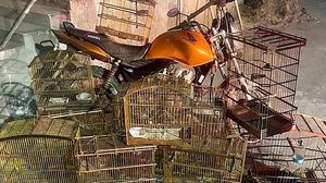 Batalhão Ambiental recebeu denúncias de crimes ambientais. No total, os policiais localizaram 24 aves em gaiolas | Foto: Ascom PMAL