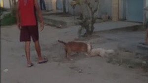 Imagem Polícia tenta identificar tutor de pitbull que matou poodle no meio da rua, em Maceió