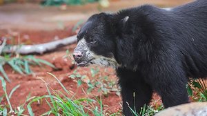 © Agência Brasilía/Divulgação