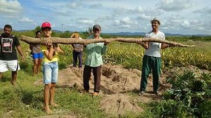 Família colheu raiz com 28 kg | Correio