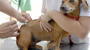 Imagem Campanha de vacinação contra a raiva começa nesta segunda na Capital