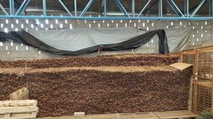 Em 2021, quando da deflagração da primeira fase, foram apreendidas outras 32 mil varetas e 85 toretes | Foto: Divulgação Polícia Federal