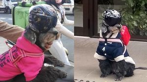 Imagem Cadelinha acompanha motoboy nas entregas e viraliza nas redes sociais