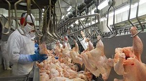 Imagem Arábia Saudita suspende compra de carne de ave de 11 frigoríficos do Brasil