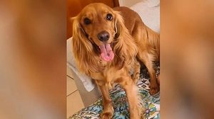 Reprodução/Polícia Civil