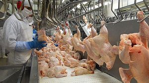 Imagem BRF recolhe carne de frango vendida em 13 estados por risco de contaminação