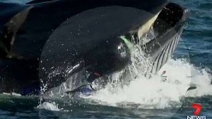 Imagem do momento em que o mergulhador foi engolido | Reprodução