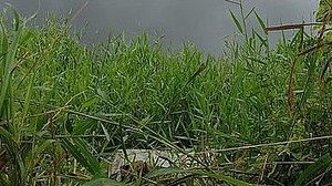 Josival Menezes/Já é Notícia