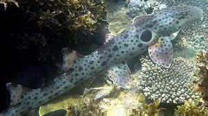 Foto: Reprodução/Wikimedia Commos