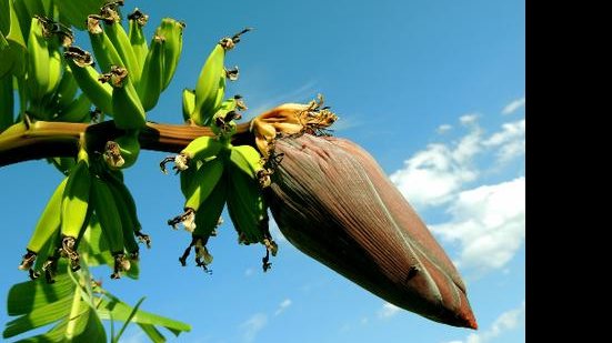 Imagem Software é desenvolvido para elevar produtividade da cultura da banana no Ceará